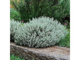 Λεβαντίνη (Santolina chamaecyparissus) - 2 lt